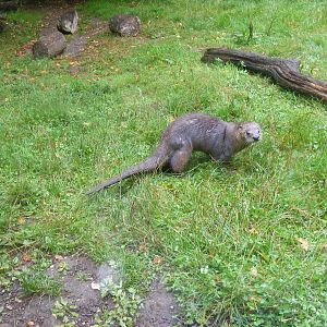 North American river otter at New Forest Wildlife Park, 21 August 2010