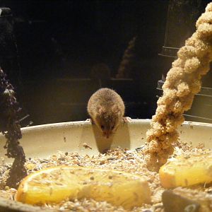 Harvest mouse at New Forest Wildlife Park, 21 August 2010