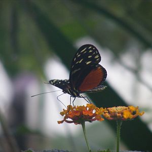 Butterfly at New Forest Wildlife Park, 21 August 2010