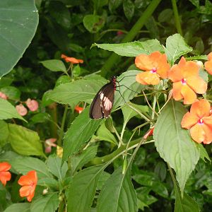 Butterfly at New Forest Wildlife Park, 21 August 2010
