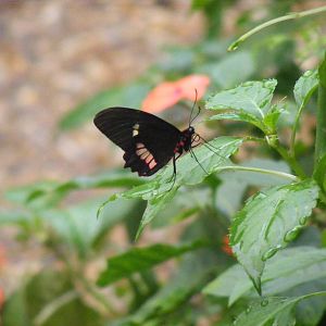 Butterfly at New Forest Wildlife Park, 21 August 2010