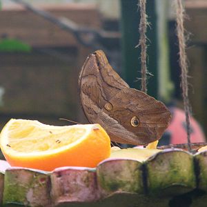 Butterfly at New Forest Wildlife Park, 21 August 2010