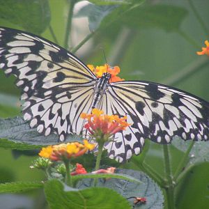 Butterfly at New Forest Wildlife Park, 21 August 2010