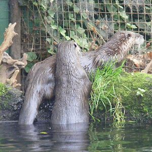 North American river otters at New Forest Wildlife Park, 21 August 2010