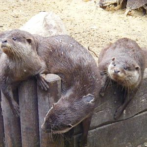 Asian short-clawed otters at New Forest Wildlife Park, 21 August 2010