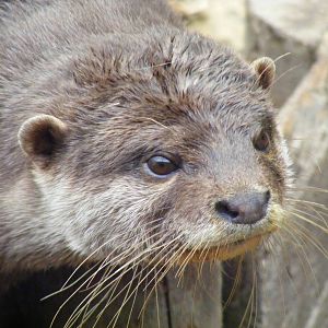 Asian short-clawed otter at New Forest Wildlife Park, 21 August 2010