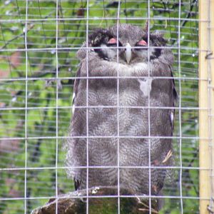 Verreaux's eagle owl at New Forest Wildlife Park, 21 August 2010