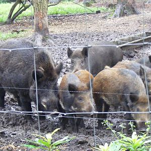 Wild boars at New Forest Wildlife Park, 21 August 2010