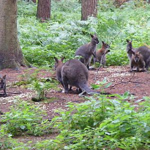 Red-necked wallabies at New Forest Wildlife Park, 21 August 2010