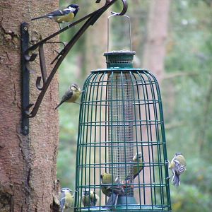 Bird feeder in Wallaby Wood at New Forest Wildlife Park, 21 August 2010