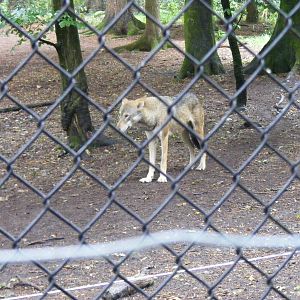 European grey wolf at New Forest Wildlife Park, 21 August 2010
