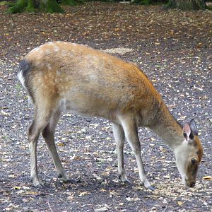 Sika deer at New Forest Wildlife Park, 21 August 2010