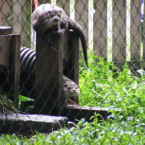 Eurasian otters at New Forest Wildlife Park, 21 August 2010