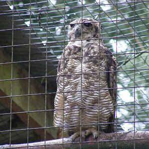 South American horned owl at New Forest Wildlife Park, 21 August 2010