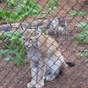 Grishkin the Eurasian lynx at New Forest Wildlife Park, 21 August 2010