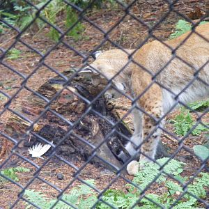 Grishkin the Eurasian lynx at New Forest Wildlife Park, 21 August 2010
