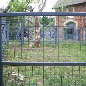 Okapi Enclosure - 24.07.2010