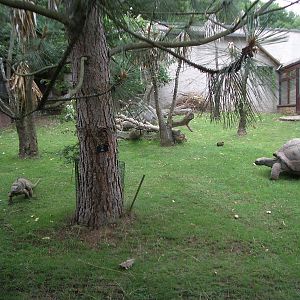 Giant Tortoise Enclosure - 24.07.2010