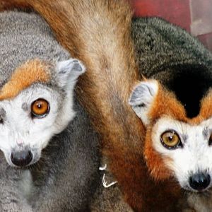 Crowned lemur; Linton; 21st August 2010