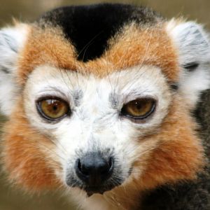 Crowned lemur; Linton; 21st August 2010