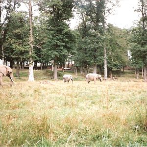 Elephant Herd - July 1989