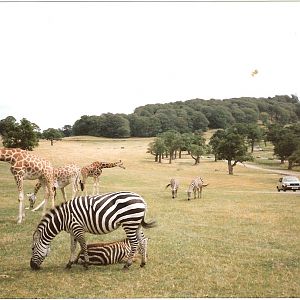 East African Game Reserve - July 1989