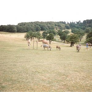 East African Game Reserve - July 1989