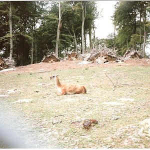 East African Game Reserve - July 1989