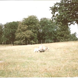 East African Game Reserve - July 1989