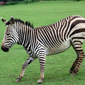 Hartmann's mountain zebra; Linton; 21st August 2010