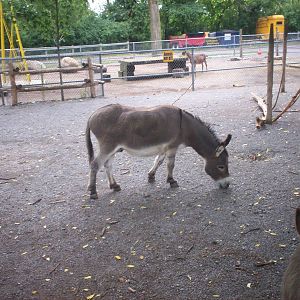 Donkey at the Peterborough Zoo