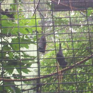 Indian Fruit Bats at the Peterborough Zoo
