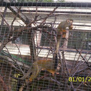 Squirrel Monkeys at the Peterborough Zoo
