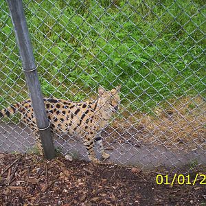 Serval  at the Peterborough Zoo