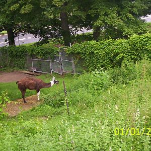 Llama at the Peterborough Zoo