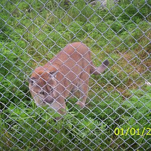 Cougar at the Peterborough Zoo