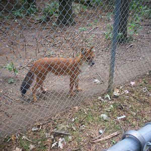 Dhole  at the Peterborough Zoo