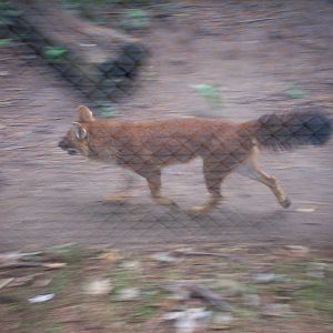 Dhole Running