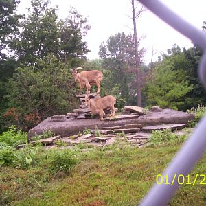 Barbary Sheep at the Peterborough Zoo