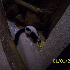 Black and White Lemur at the Peterborough Zoo