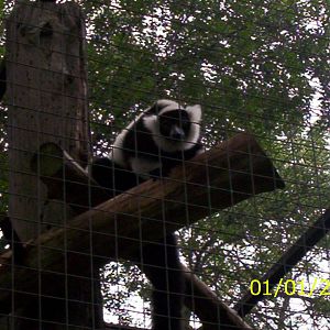 Black and White Lemur at the Peterborough Zoo