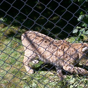 Bobcat at the Peterborough Zoo