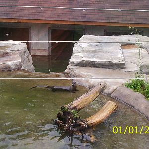 Otter at the Peterborough Zoo