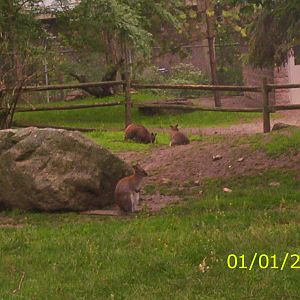 Wallabys at the Peterborough Zoo
