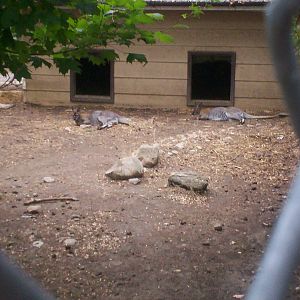 Wallabys at the Peterborough Zoo