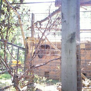 Hyrax at the Peterborough Zoo