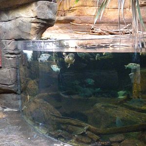 Animal Planet Australia: Wild Extremes