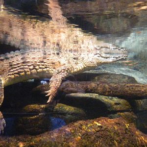 Animal Planet Australia: Wild Extremes