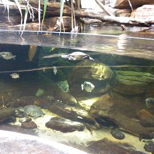 Animal Planet Australia: Wild Extremes