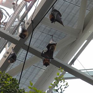 Animal Planet Australia: Wild Extremes